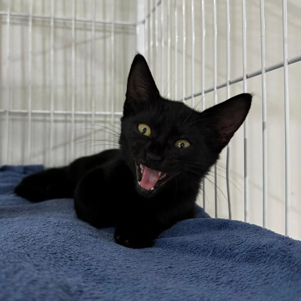 Miguel, gato para adoção em Xangri-lá - RS