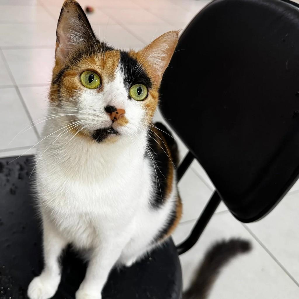 Isis, gata de porte médio para adoção em Xangri-lá - RS