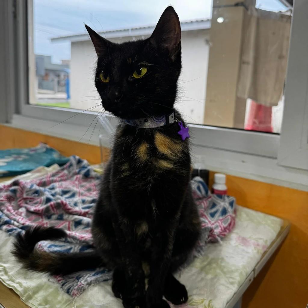 Lia, gata para adoção em Xangri-lá - RS