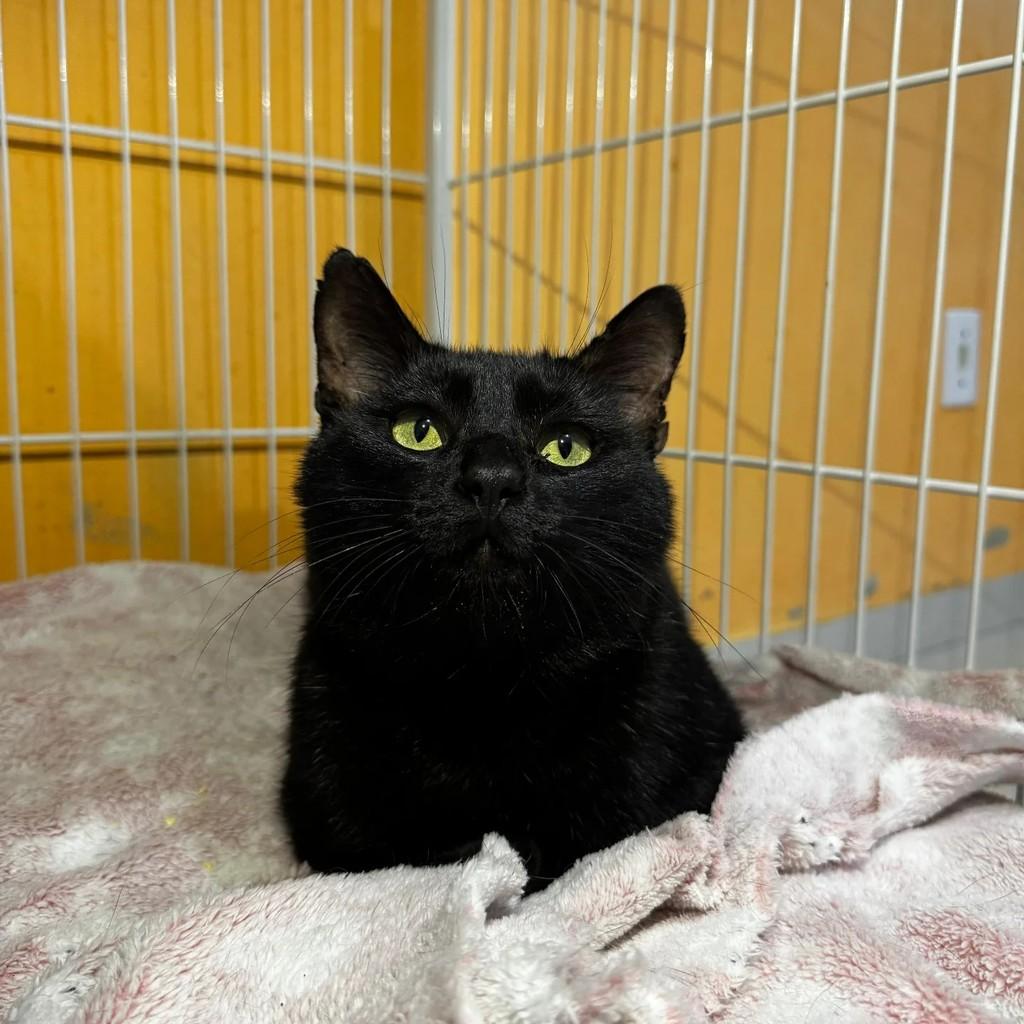 Flow, gato de porte médio para adoção em Xangri-lá - RS