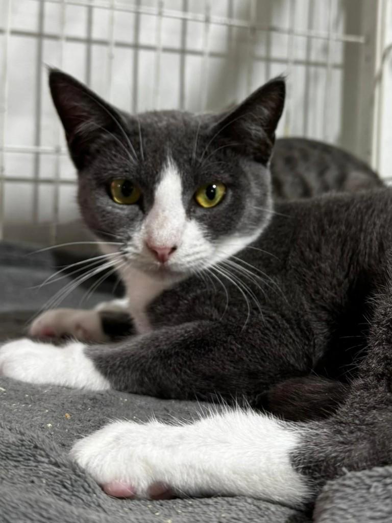 Pérola, gata para adoção em Xangri-lá - RS