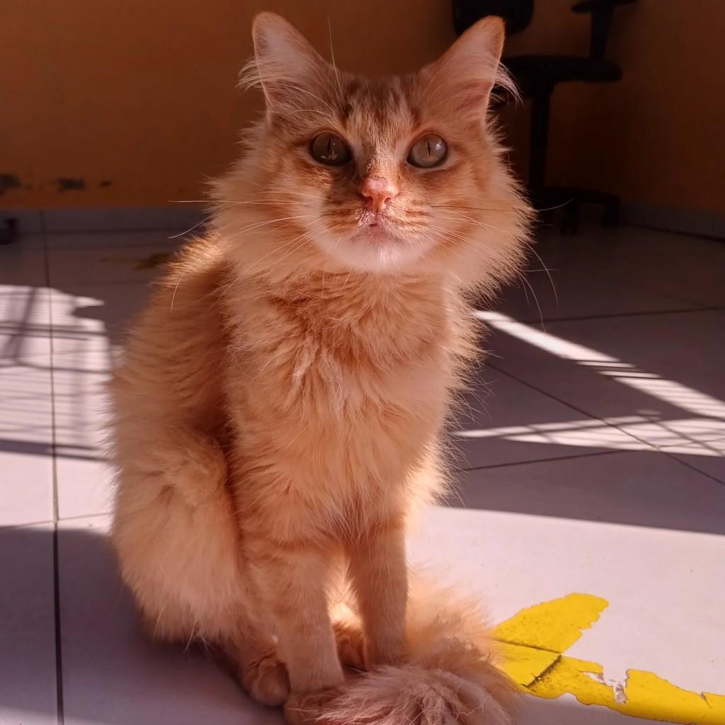 Tandera, gato de porte médio para adoção em Xangri-lá - RS