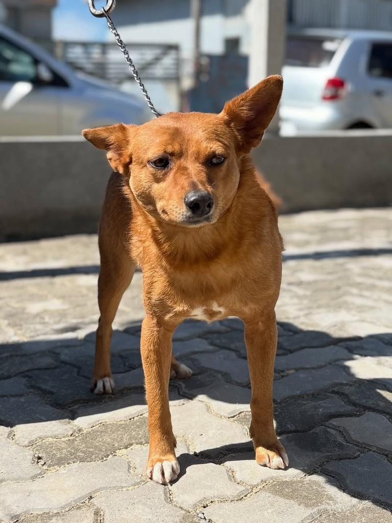 Buck, cachorro de porte médio para adoção em Xangri-lá - RS