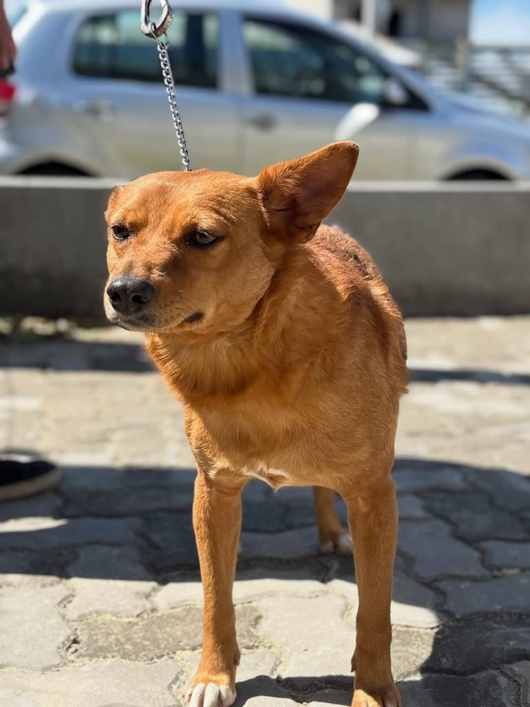 Buck, cachorro de porte médio para adoção em Xangri-lá - RS — foto 2 de 3