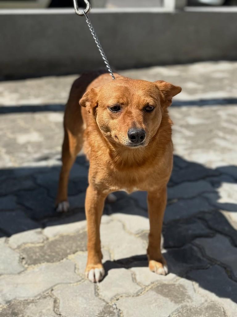 Buck, cachorro de porte médio para adoção em Xangri-lá - RS — foto 3 de 3