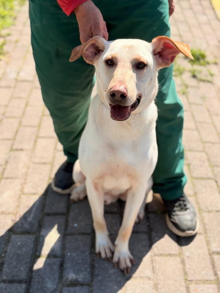 Alemão, cachorro de porte médio para adoção em Xangri-lá - RS