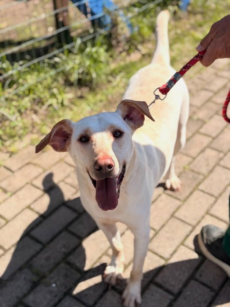 Alemão, cachorro de porte médio para adoção em Xangri-lá - RS — foto 2 de 2