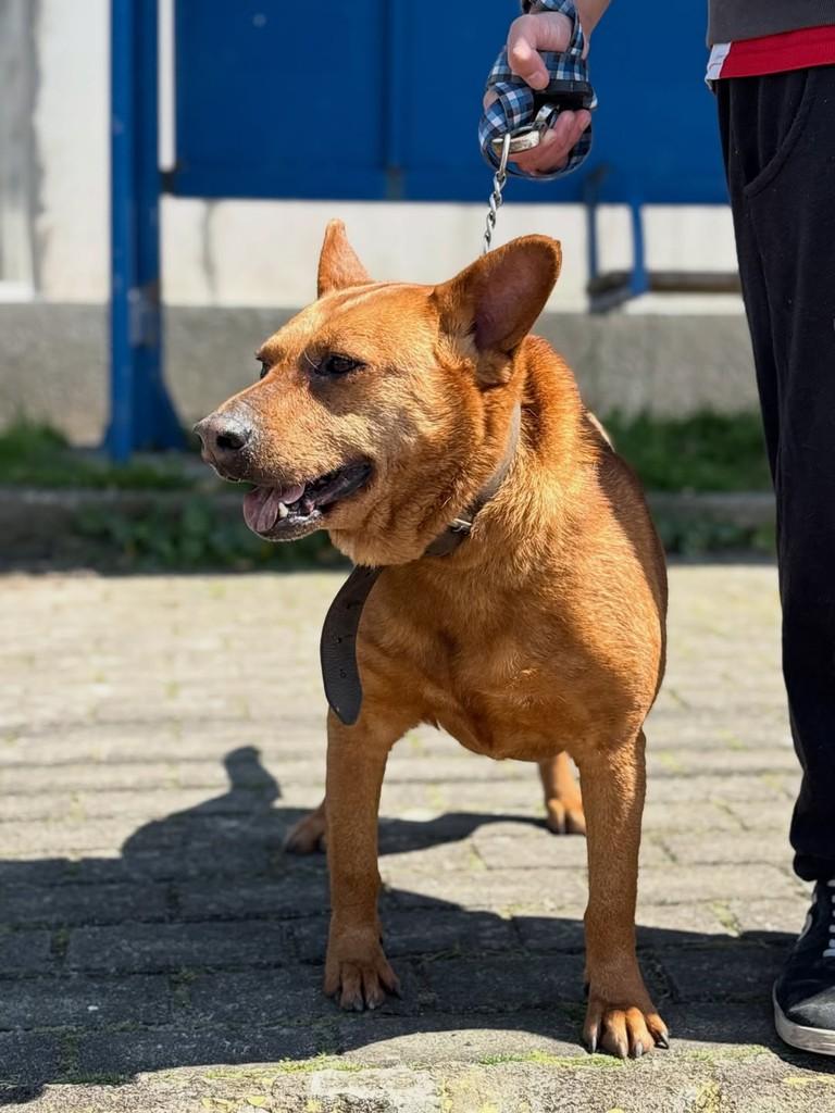 Caramelo, cachorro de porte médio para adoção em Xangri-lá - RS