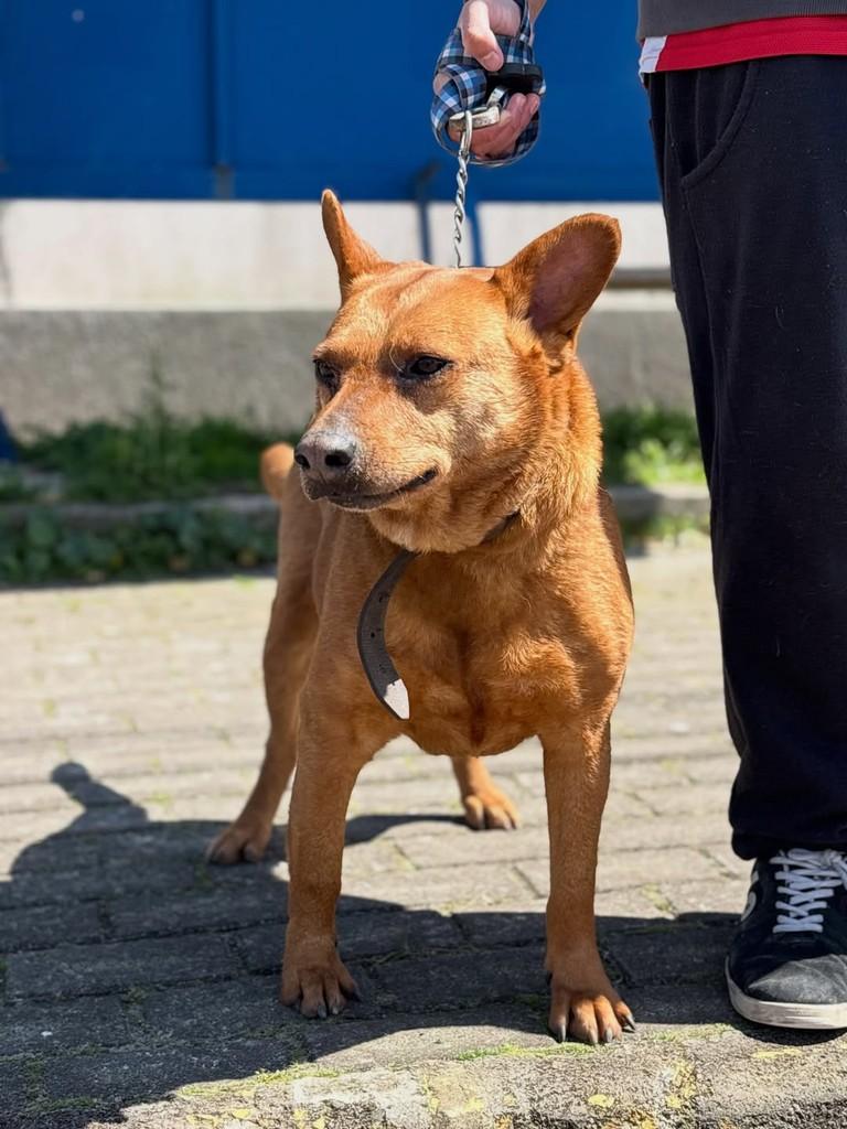 Caramelo, cachorro de porte médio para adoção em Xangri-lá - RS — foto 2 de 3