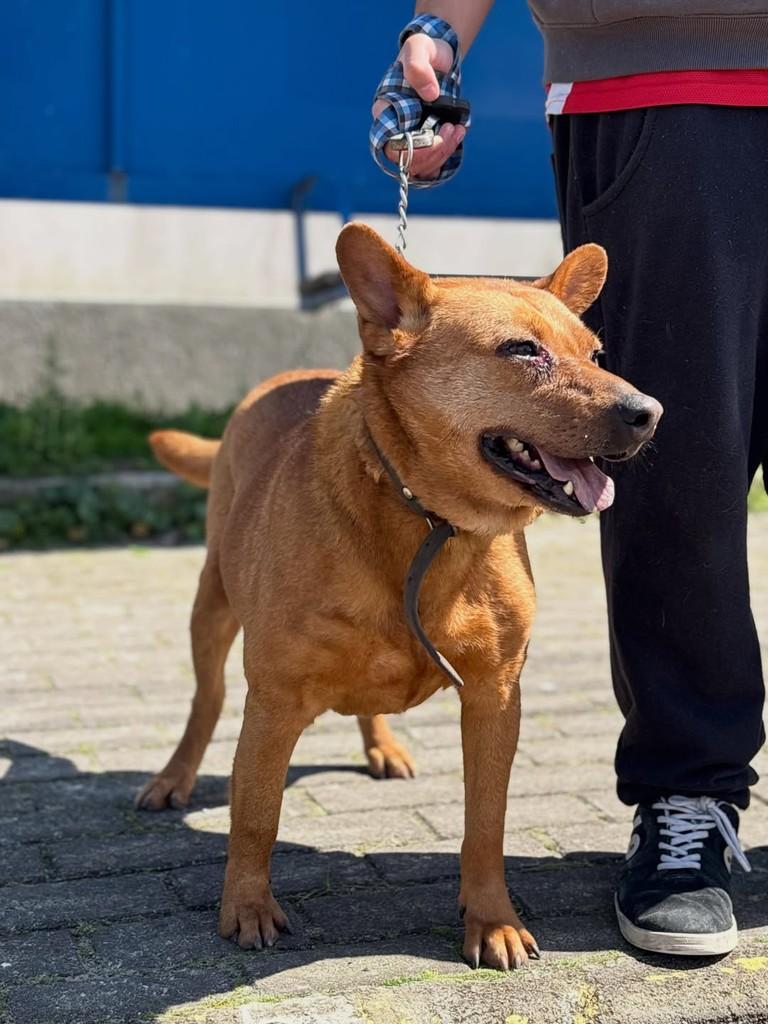 Caramelo, cachorro de porte médio para adoção em Xangri-lá - RS — foto 3 de 3