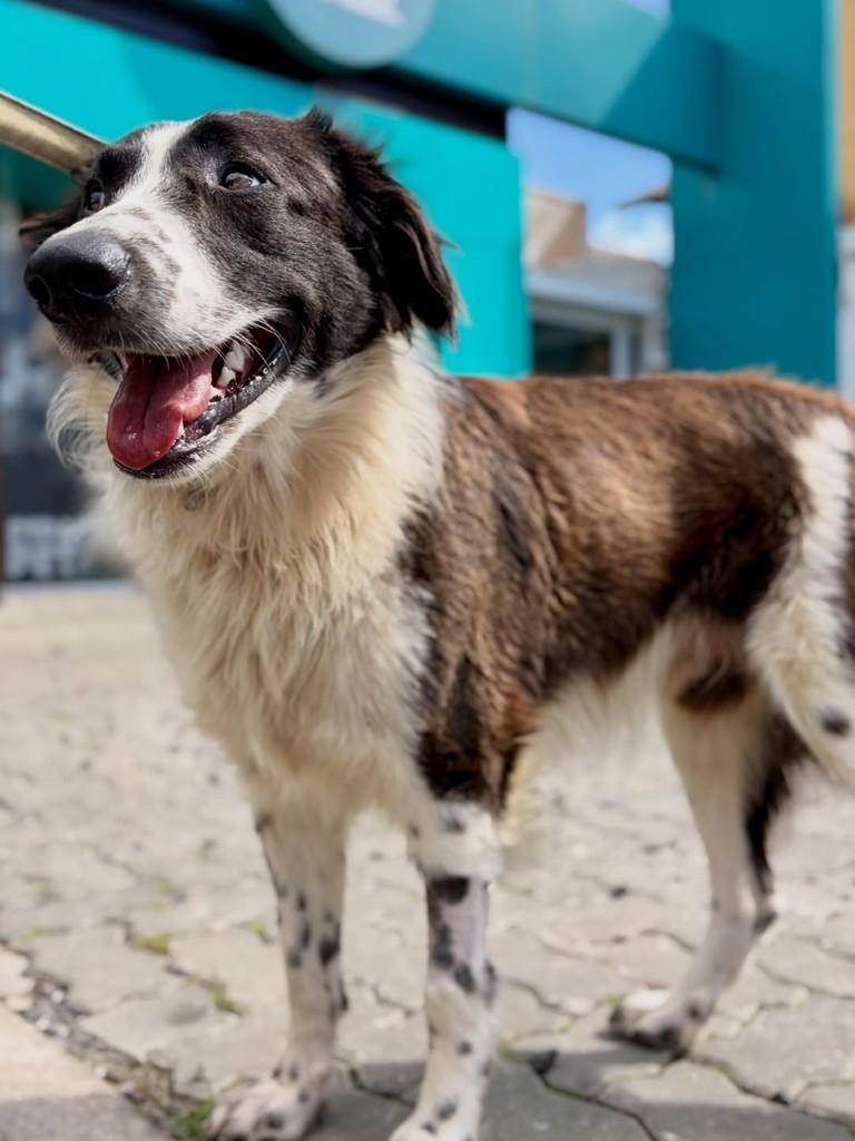 Humberto, cachorro de porte grande para adoção em Xangri-lá - RS — foto 2 de 3