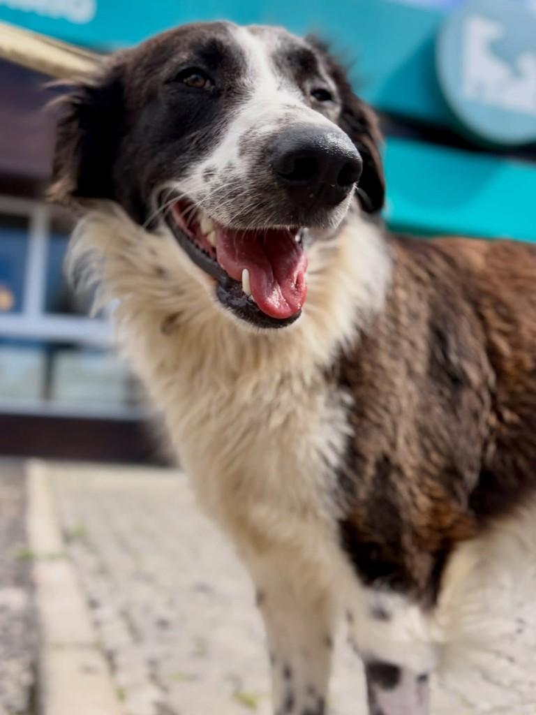 Humberto, cachorro de porte grande para adoção em Xangri-lá - RS — foto 3 de 3