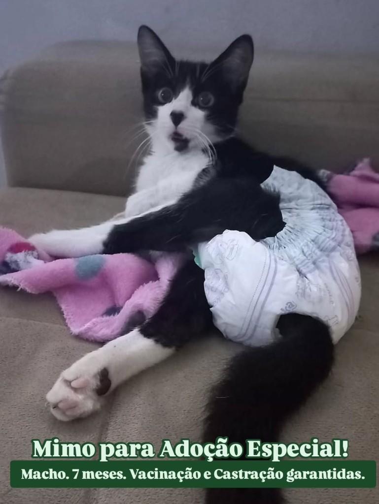 Mimo, gato de porte pequeno para adoção em Campina Grande - PB