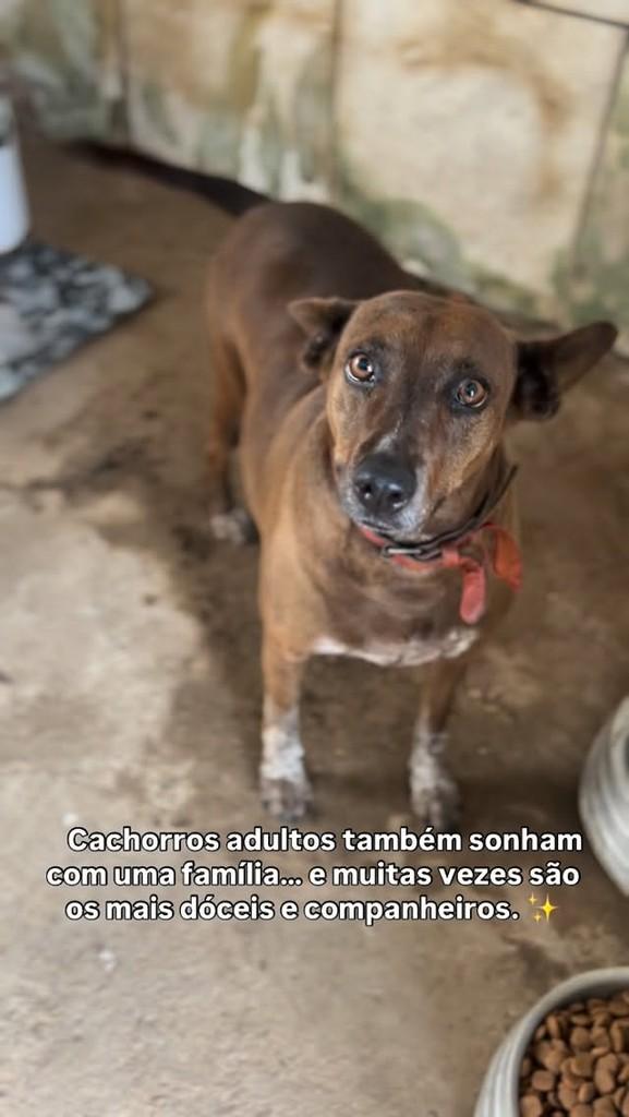 Laika, cadela de porte médio para adoção em Capivari - SP