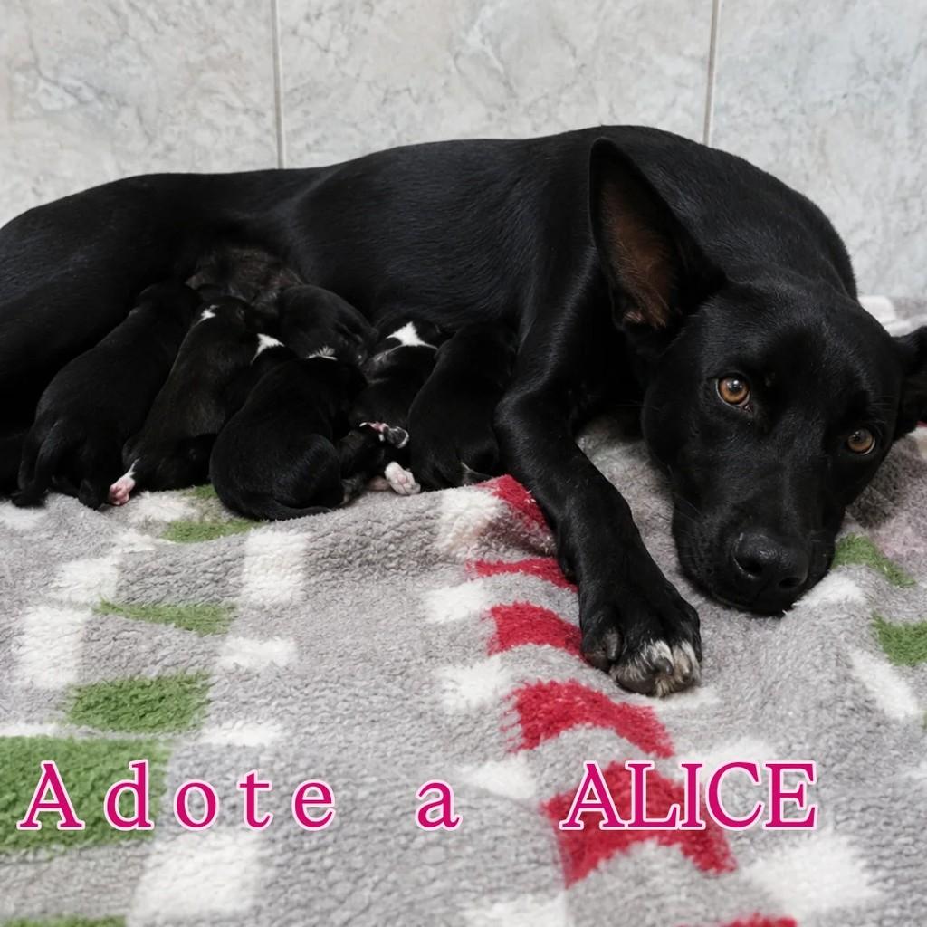 Alice, cachorro de porte médio para adoção em Capivari - SP