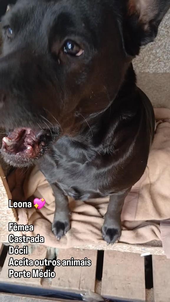 Leona, cachorro de porte médio para adoção em Capivari - SP