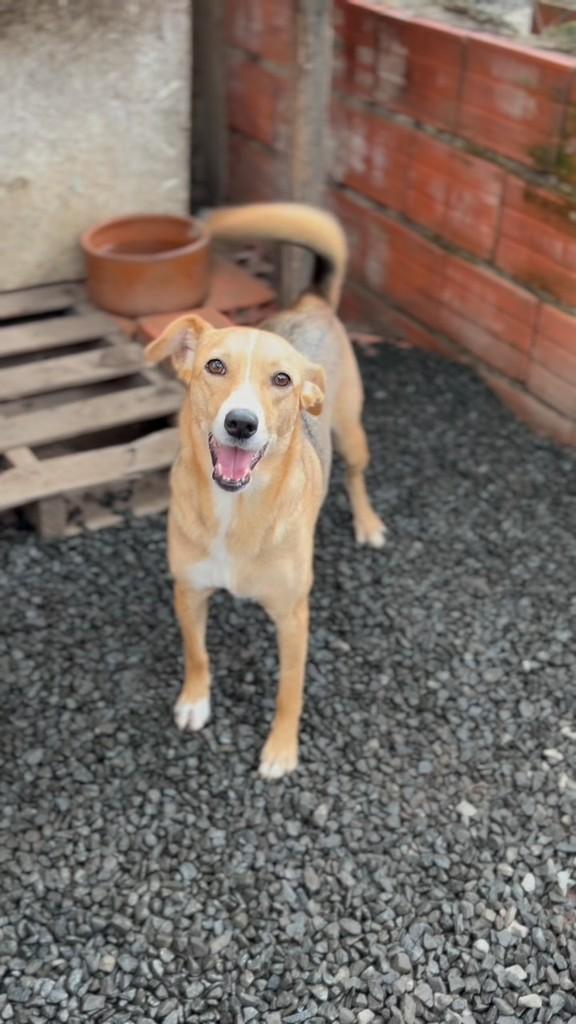 Belinha, cachorro de porte médio para adoção em Capivari - SP