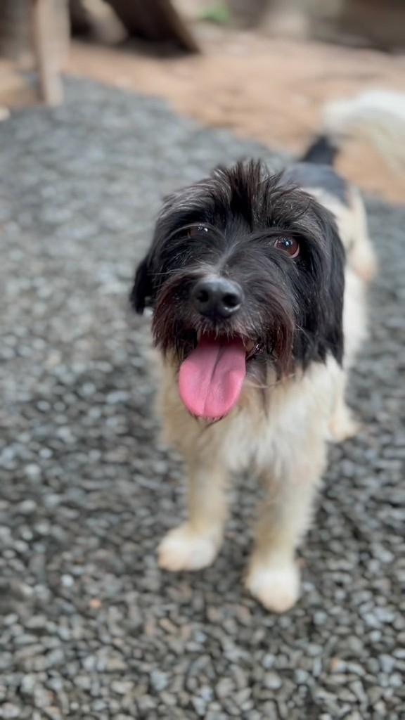 Dominic, cachorro de porte pequeno para adoção em Capivari - SP