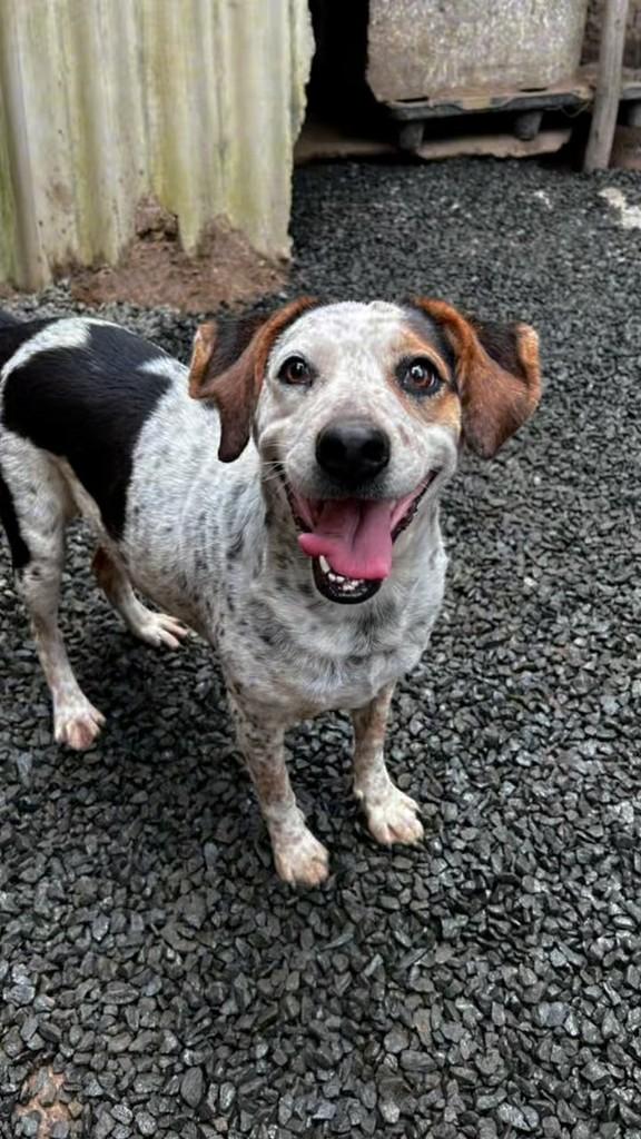 Kira, cadela de porte médio para adoção em Capivari - SP