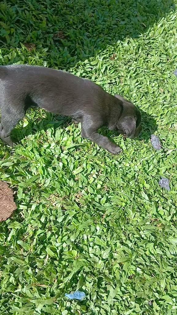 Renner, cachorro de porte pequeno para adoção em Capivari - SP