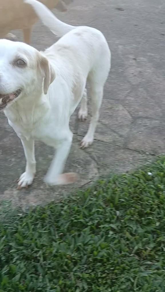 Nayla, cachorro de porte médio para adoção em Capivari - SP