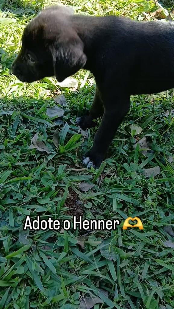 Henner, cachorro de porte pequeno para adoção em Capivari - SP