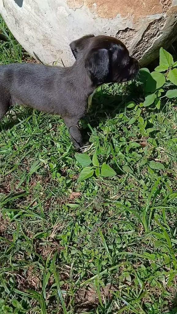 Guto, cachorro de porte pequeno para adoção em Capivari - SP