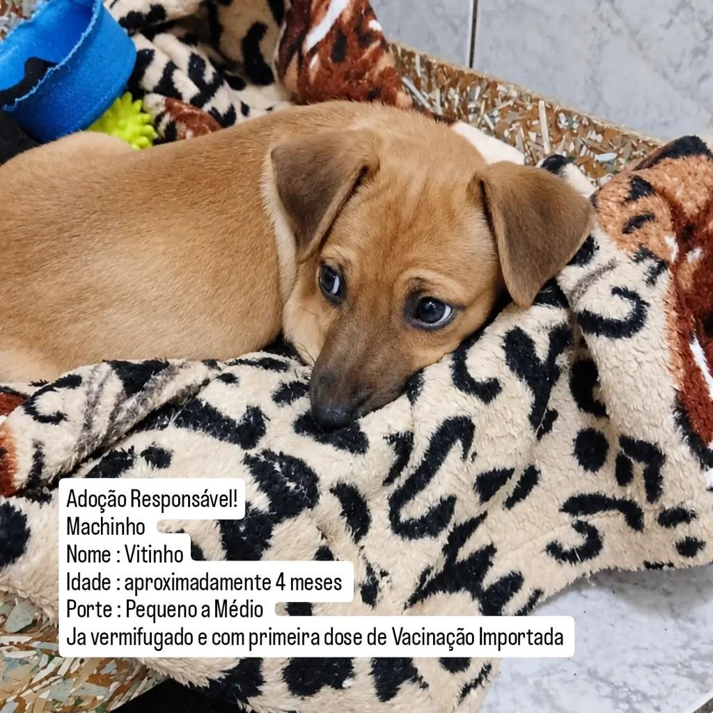 Vitinho, cachorro de porte médio para adoção em Capivari - SP