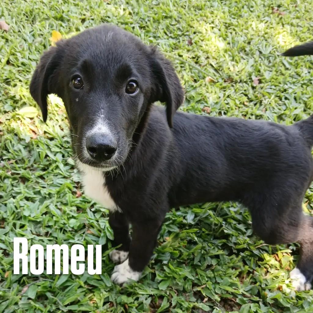 Romeu, cachorro de porte médio para adoção em Capivari - SP