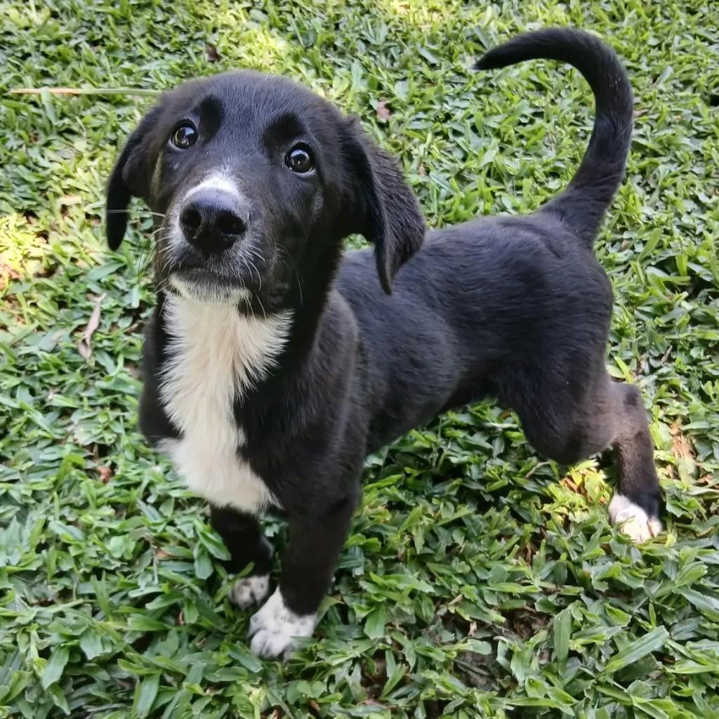 Romeu, cachorro de porte médio para adoção em Capivari - SP — foto 2 de 2