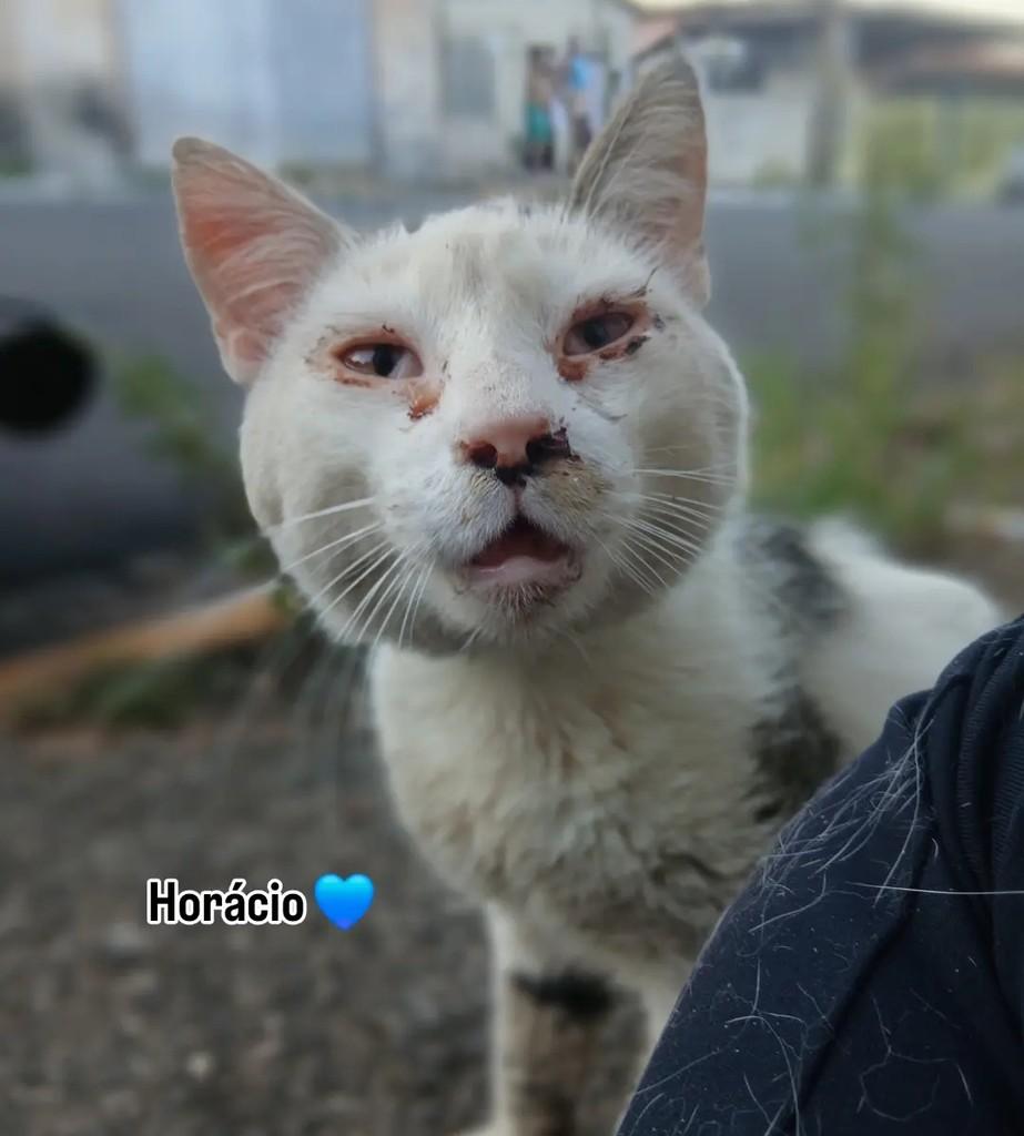 Horácio, gato para adoção em Capivari - SP