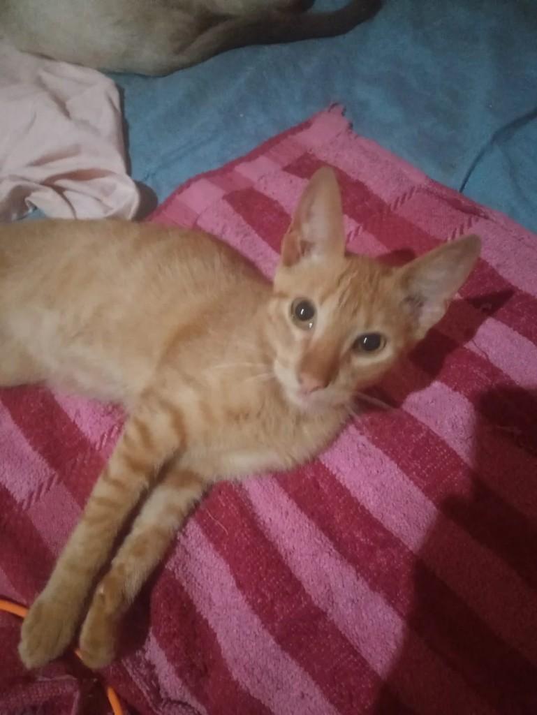 Nino, gato de porte pequeno para adoção em Belo Horizonte - MG