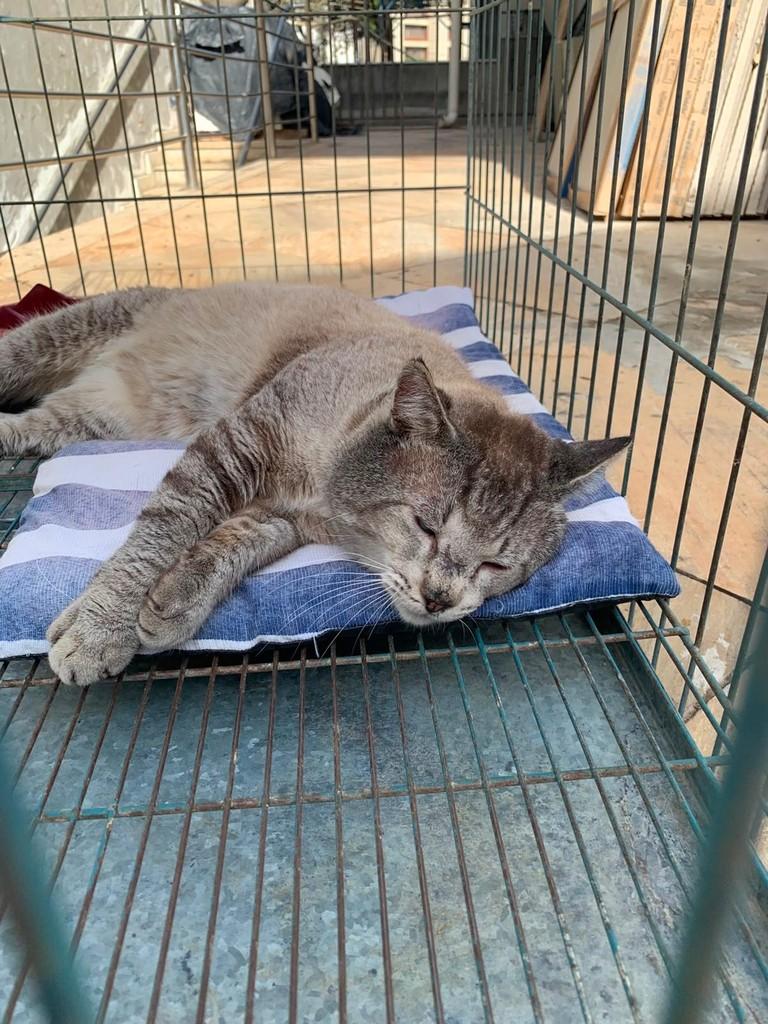 Juninho, gato de porte médio para adoção em Belo Horizonte - MG