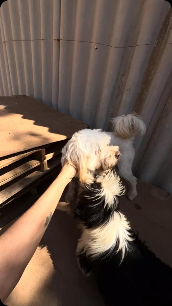 Fofão, cachorro de porte médio para adoção em Belo Horizonte - MG