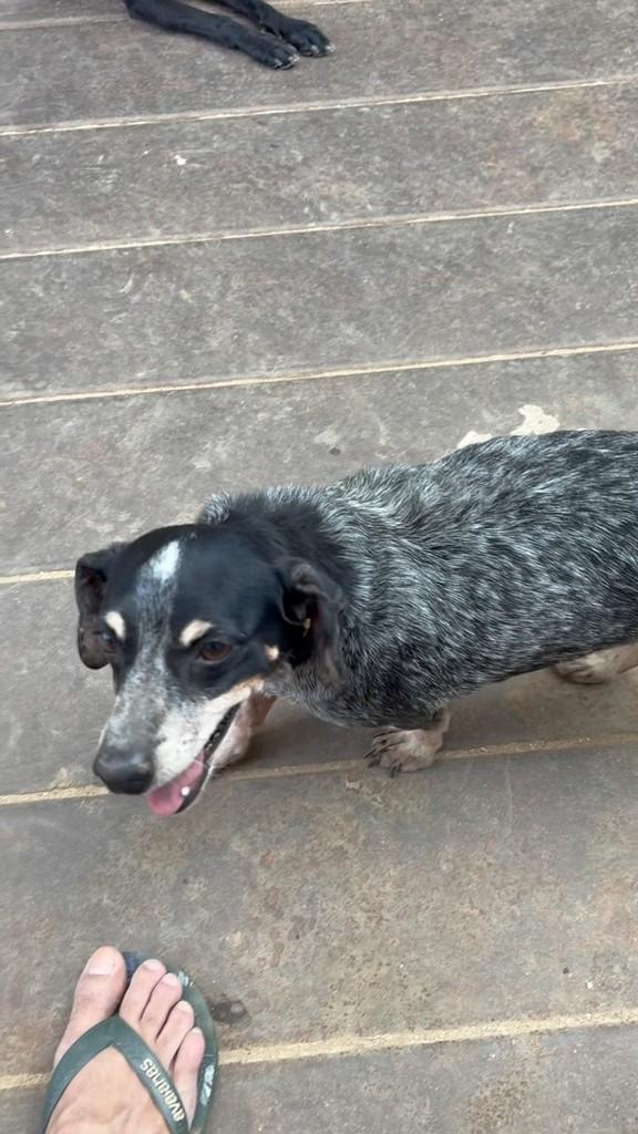Minnie, cachorro de porte pequeno para adoção em Belo Horizonte - MG