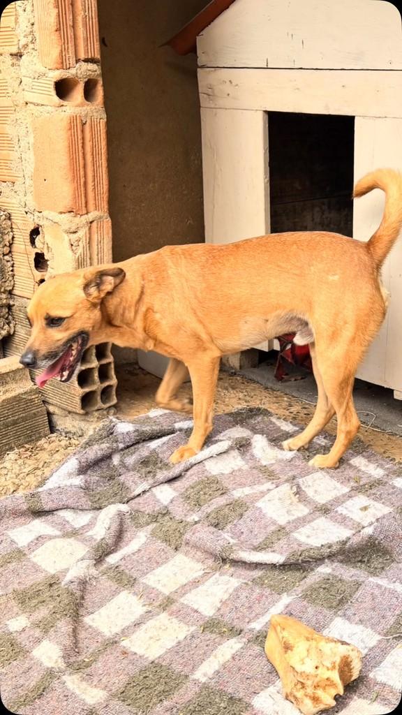Adote O Canguru, cachorro de porte médio para adoção em Belo Horizonte - MG
