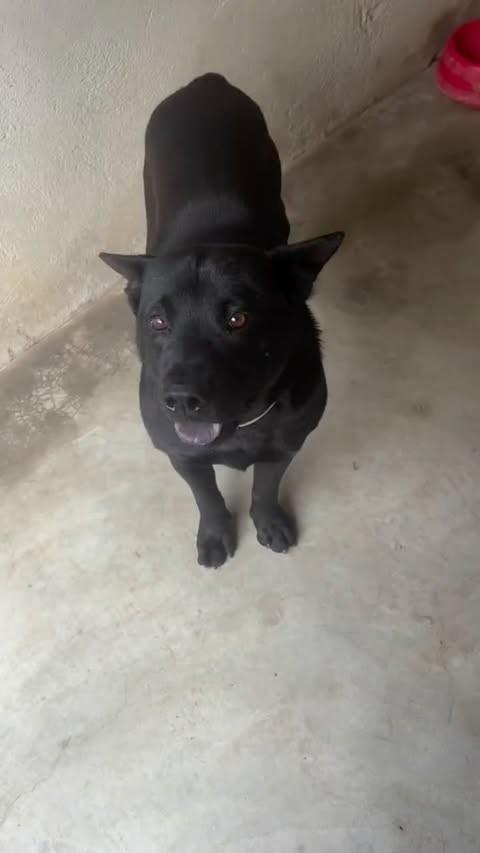 Sloak, cachorro de porte médio para adoção em Belo Horizonte - MG