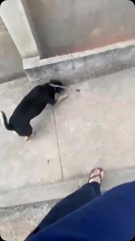 Sloak, cachorro de porte pequeno para adoção em Belo Horizonte - MG