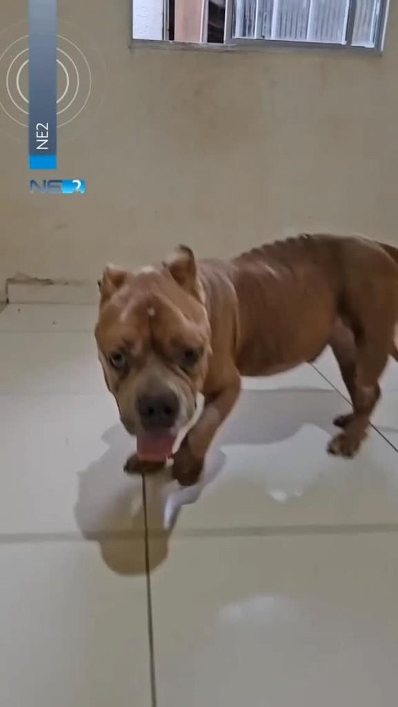Bruce, cachorro de porte médio para adoção em Recife - PE