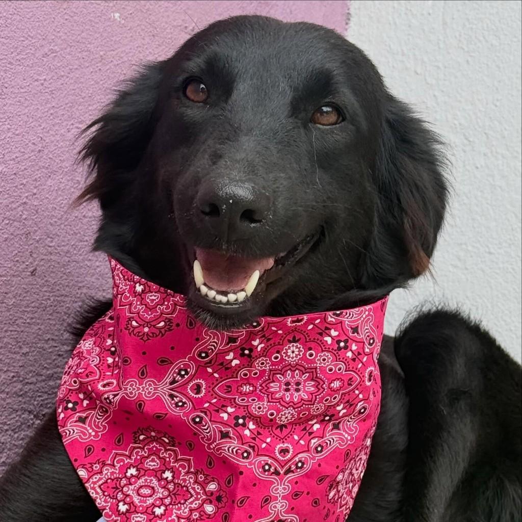 Raquel, cachorro de porte médio para adoção em Recife - PE