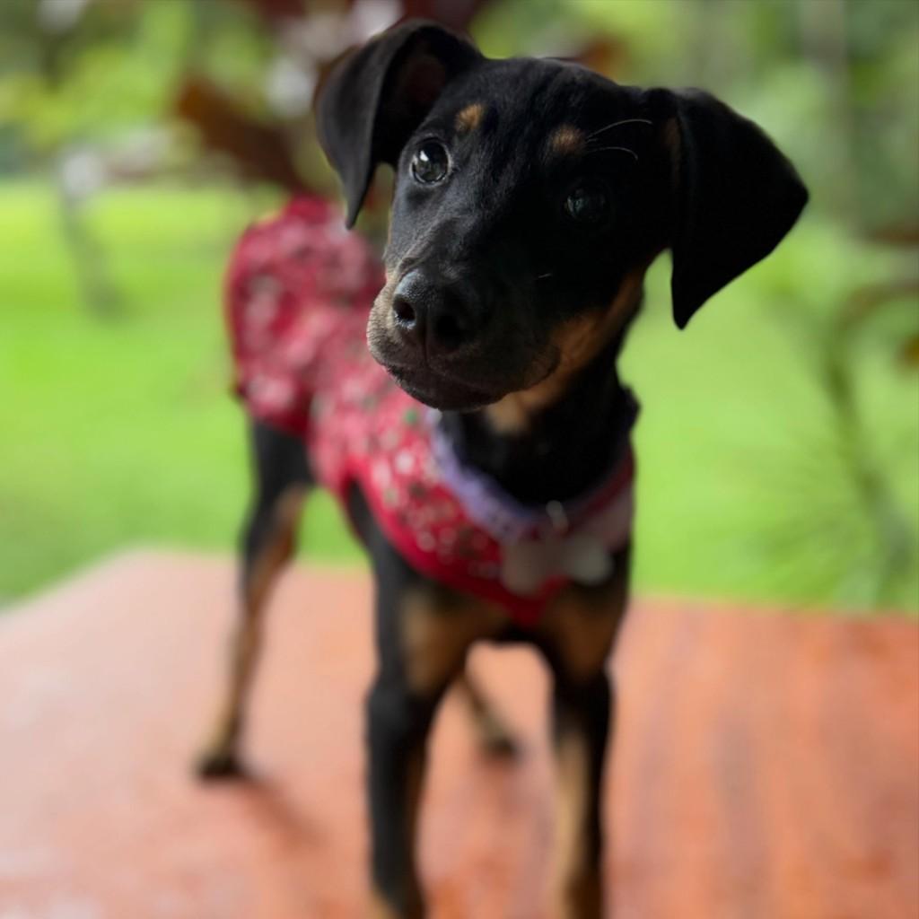 Tetê, cachorro de porte pequeno para adoção em Recife - PE
