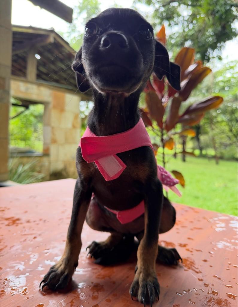 Nala, cachorro de porte pequeno para adoção em Passira - PE