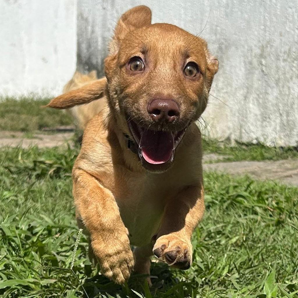 Caramelo, cachorro de porte pequeno para adoção em Recife - PE