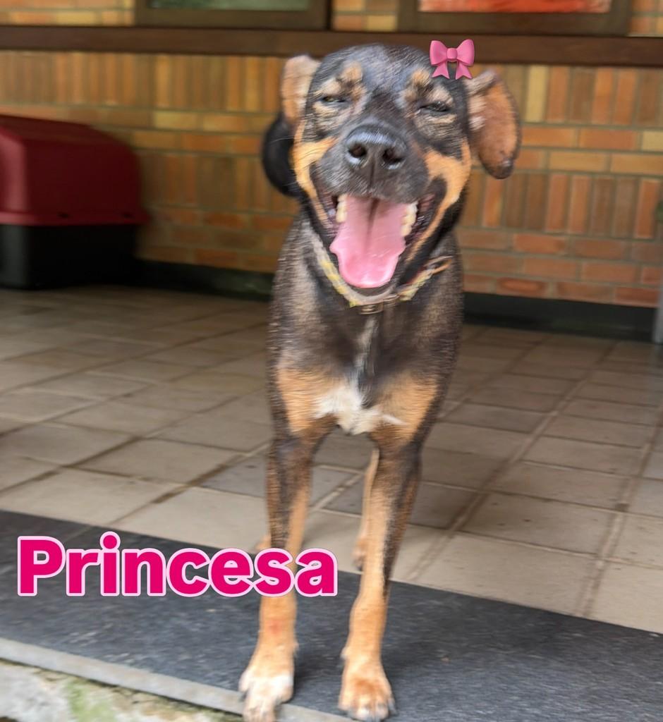 Princesa, cachorro de porte médio para adoção em Recife - PE