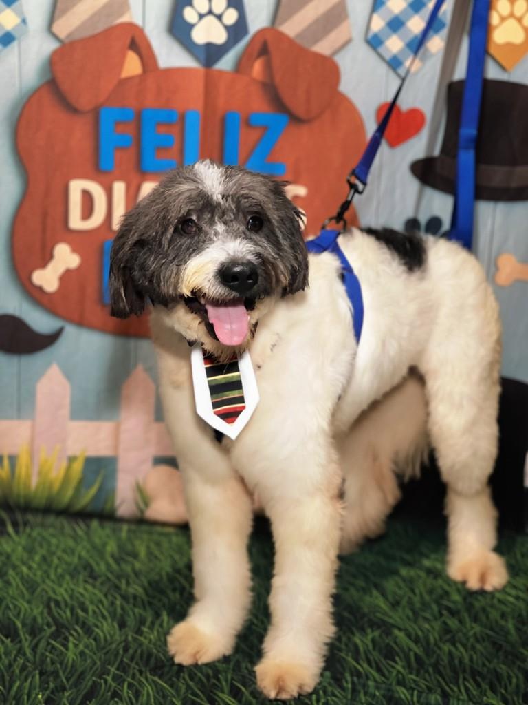 Antonny, cachorro de porte médio para adoção em Recife - PE