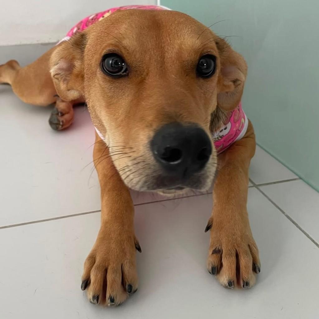 Maria Bonita, cadela de porte pequeno para adoção em Recife - PE