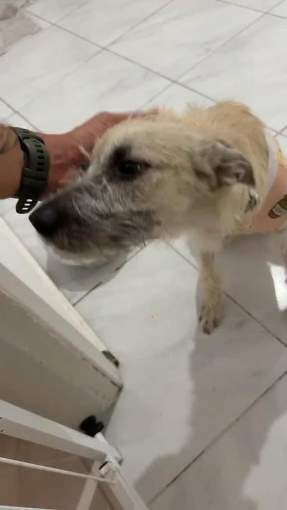 Meni, cadela de porte pequeno para adoção no Recife - PE