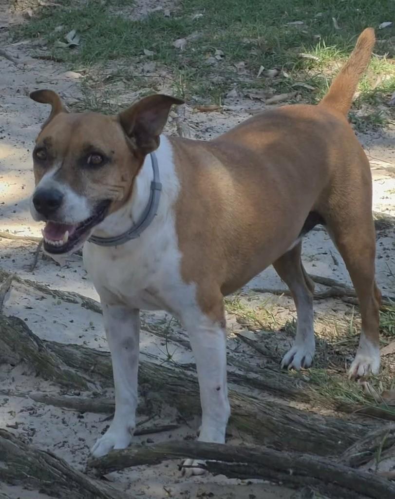 Pitoco, cachorro de porte pequeno para adoção em Tijucas - SC