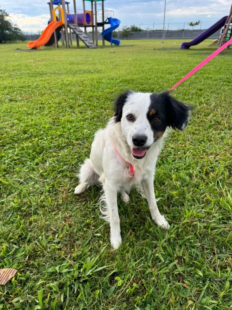 Ana, cadela de porte pequeno para adoção em Tijucas - SC