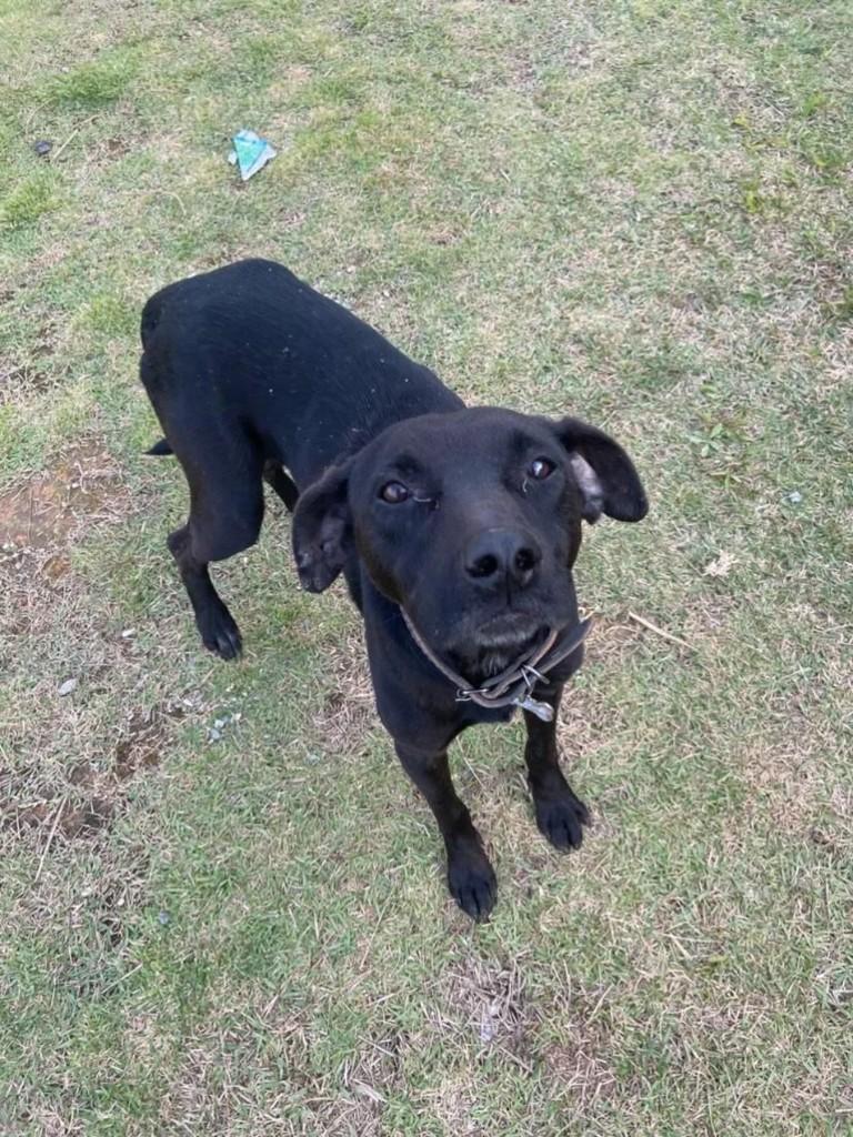 Preto, cachorro de porte médio para adoção em Tijucas - SC
